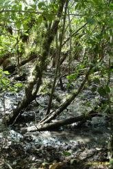 Guadeloupe: Anse du Canal Reserve